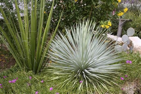 14 Cold Hardy Tropical Plants to Create a Tropical Garden ...