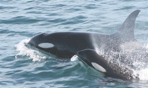 14 Curiosidades sobre las famosas ballenas Orcas