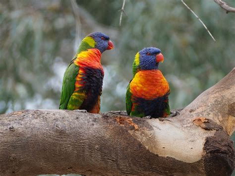 14 de las aves más coloridas del mundo – Blog de Caralca