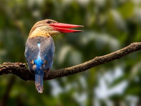 14 de las aves más coloridas del mundo – Blog de Caralca