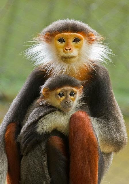 14 fotografías de changos bien monos   Lindos simios | 14 fotografías ...