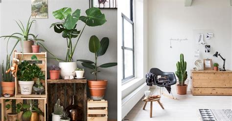 14 ideas de decoración con plantas  tendencias 2016  | Plantas