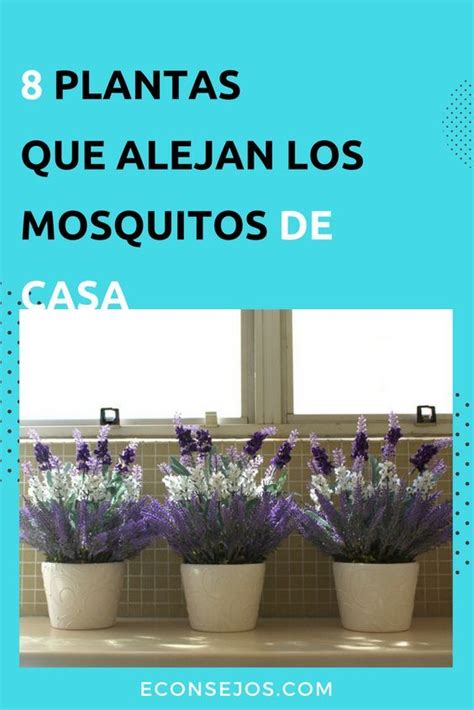 14 Plantas antimosquitos que ahuyentan los insectos de tu ...