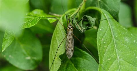 14 Plantas antimosquitos que ahuyentan los insectos de tu ...