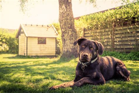 14 tips para construir una casa para perros   Mis Animales