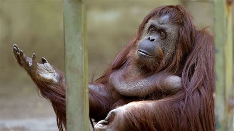 140 year old Buenos Aires zoo is closing and moving ...