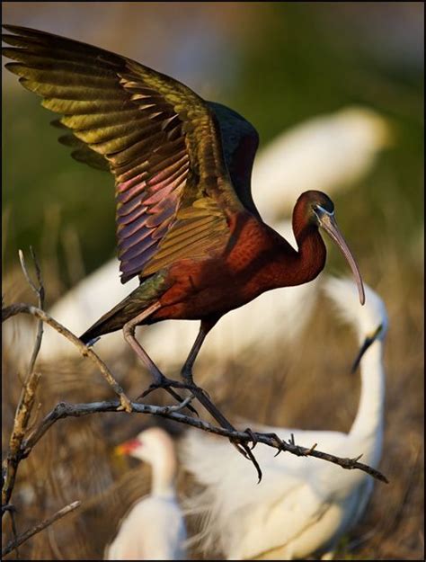 147 mejores imágenes de Aves G   O en Pinterest | Pájaros ...