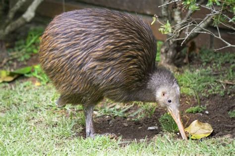 15 Amazing Facts About 15 Birds | Mental Floss