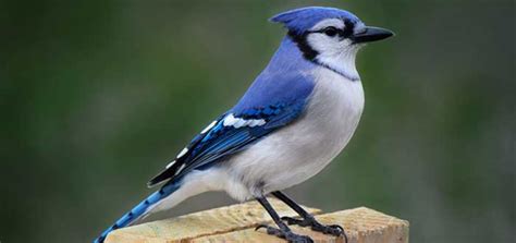 15 Animales de Color Azul | Bonitos y Sorprendentes