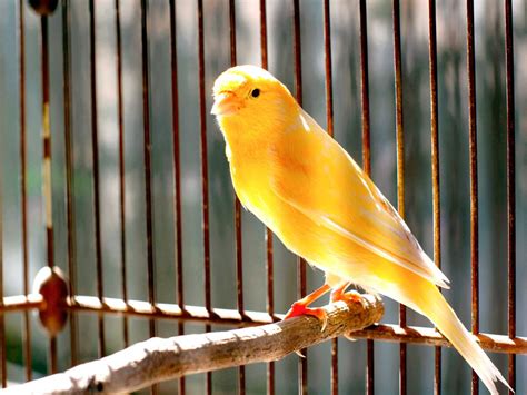15 cosas curiosas que no sabes sobre los pájaros canarios ...