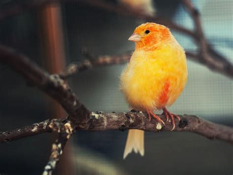 15 cosas curiosas que no sabes sobre los pájaros canarios ...