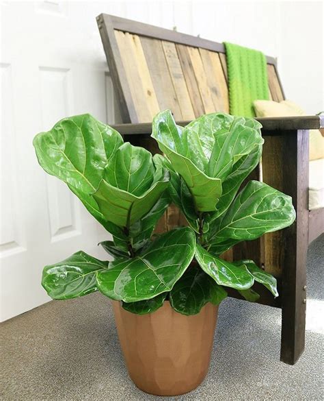 15 Different Plants You Can Buy on Amazon to Grow Your Indoor Jungle ...
