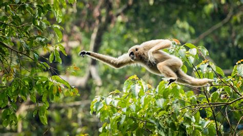 15 Different Types Of Monkeys Around The World » Nature Tingz