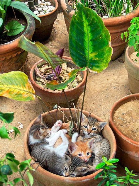 15 GATO PLANTAS que le darán nueva vida a tu opaco jardín