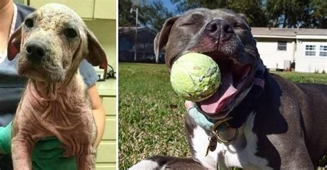 15 increíbles fotos de antes y después de perros adoptados que te harán ...