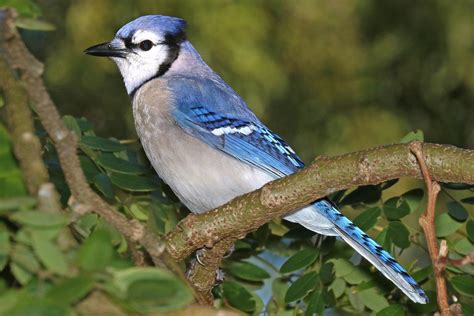 15 Most Popular North American Bird Species