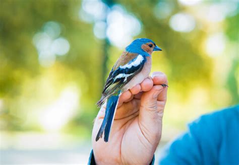 15 nombres para pájaros   Mis Animales