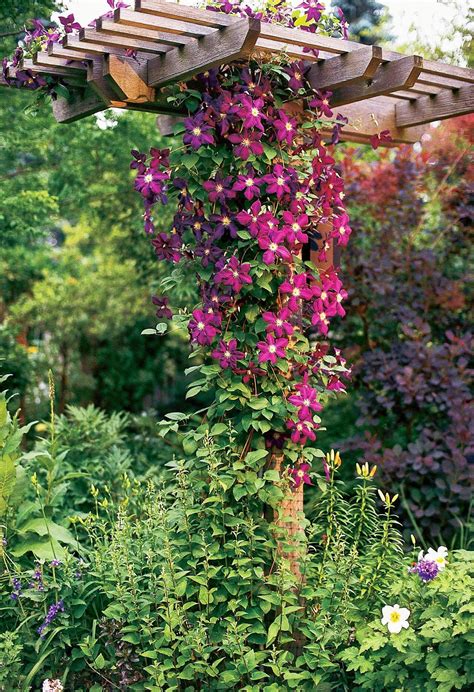 15 of the Prettiest Flowering Vines That Will Stop You in Your Tracks ...