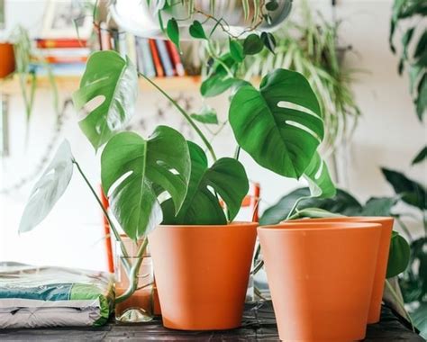 15 Plantas De Interior Que Mejoran Tu Salud | Delicias Blog