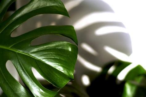 15 plantas de interior que necesitan poca luz