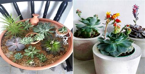 15 Plantas Ornamentales Para Tener En Casa 【Hogar Con ...