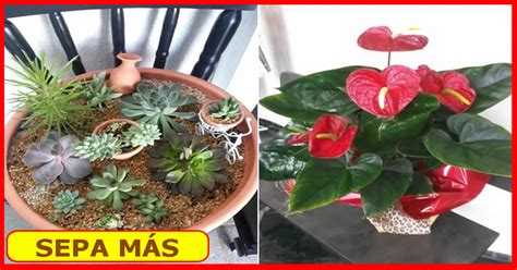 15 Plantas Ornamentales Para Tener En Casa 【Hogar Con ...