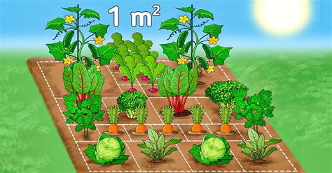15 Plantas para la huerta que puedes sembrar en 1 metro cuadrado y ...