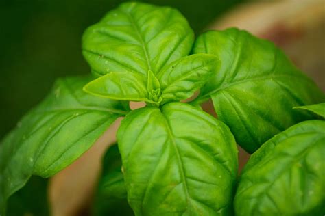 15 plantas para repeler mosquitos  y que aromatizarán tu ...