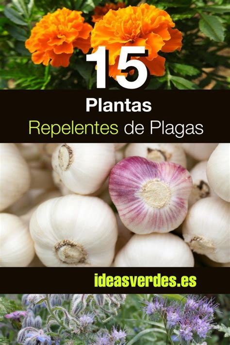 15 Plantas Para Repeler Plagas De Nuestro Huerto   Ideas ...