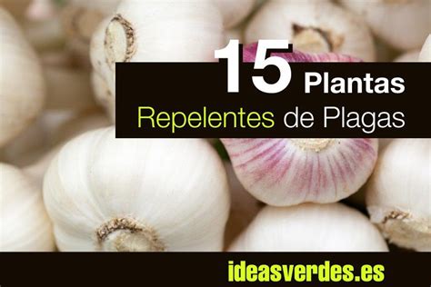 15 Plantas Para Repeler Plagas De Nuestro Huerto | Plagas ...