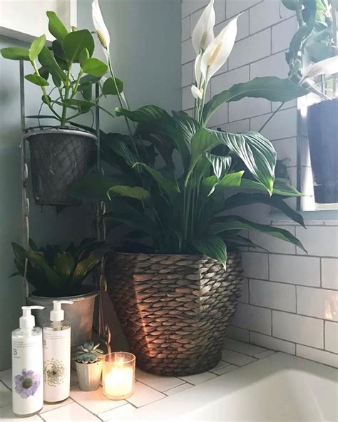 15 plantas perfectas para decorar el baño y fáciles de ...