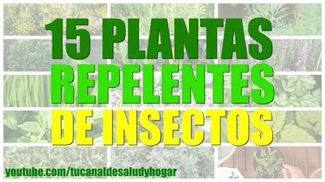 15 plantas repelentes de insectos   YouTube