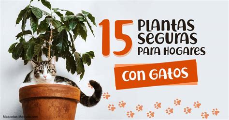 15 plantas seguras para los gatos