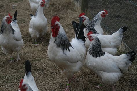 15 Popular Breeds Of Chickens For Raising As a Backyard ...