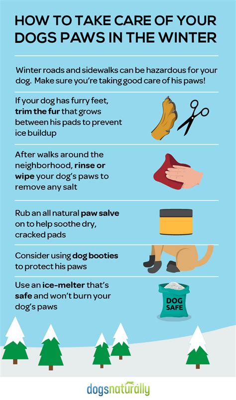 15 Winter Care Tips For Your Dog