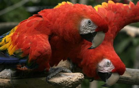 $15,000 in exotic birds stolen from New Haven pet shop ...