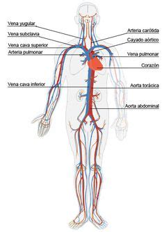 16 circulatory system drawing kids . Free cliparts that ...
