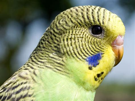16 curiosidades sorprendentes del periquito, un ave muy lista   Son ...