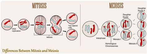 16 Differences Between Mitosis And Meiosis | Mitosis Vs ...