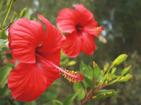 16 flores resistentes al sol y perfectas para tu jardín