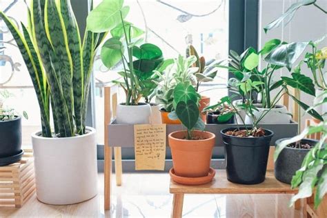 16 Indoor Plants That Produce The Most Oxygen – Unica Plants