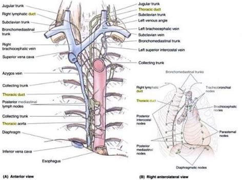 16. Lymphatic dranaige of thoracic organs. The diaphragm ...