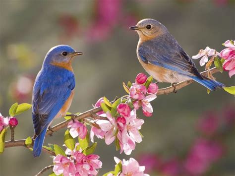 16 nombres de aves para niña y niño que te enamorarán  fotos  | Pájaros ...