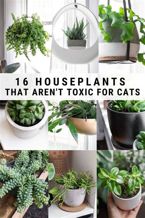 16 Non Toxic Plants for Cats to Add to Your Houseplant ...