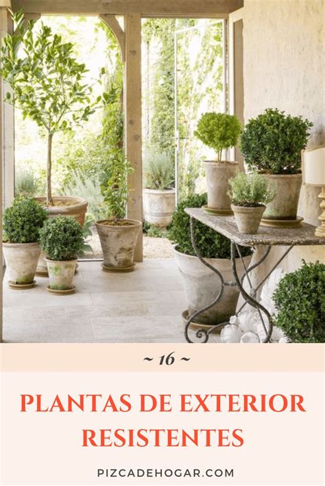 16 Plantas de Exterior Resistentes | Plantas de exterior ...