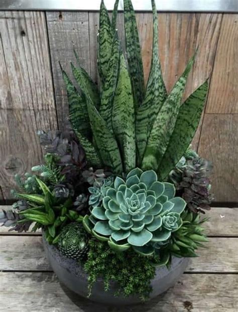 16 Plantas de Exterior Resistentes y Hermosas | Succulent garden diy ...