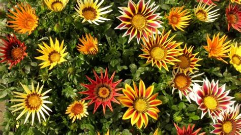 16 Plantas de Jardín con Flores resistentes al Sol   Lista ...