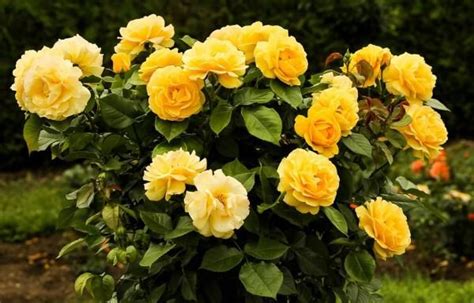 16 Plantas de Jardín con Flores resistentes al Sol   Lista ...