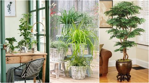 16+ Plantas Ornamentales de Interior hermosas y fáciles de mantener