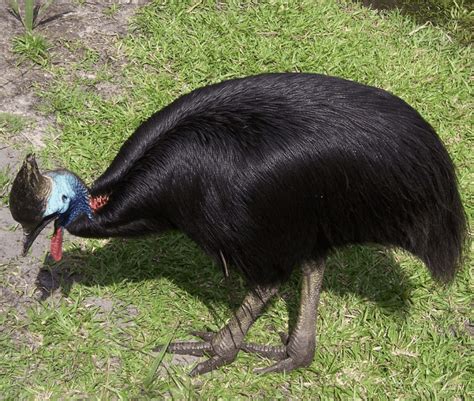 17 Amazing Cassowary Facts | The Ultimate LIst
